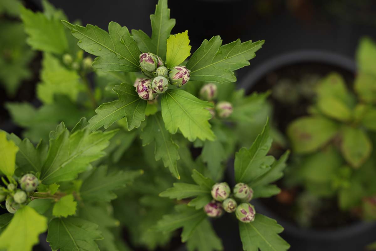Hibiscus syriacus 'Ardens' solitair bloemknop