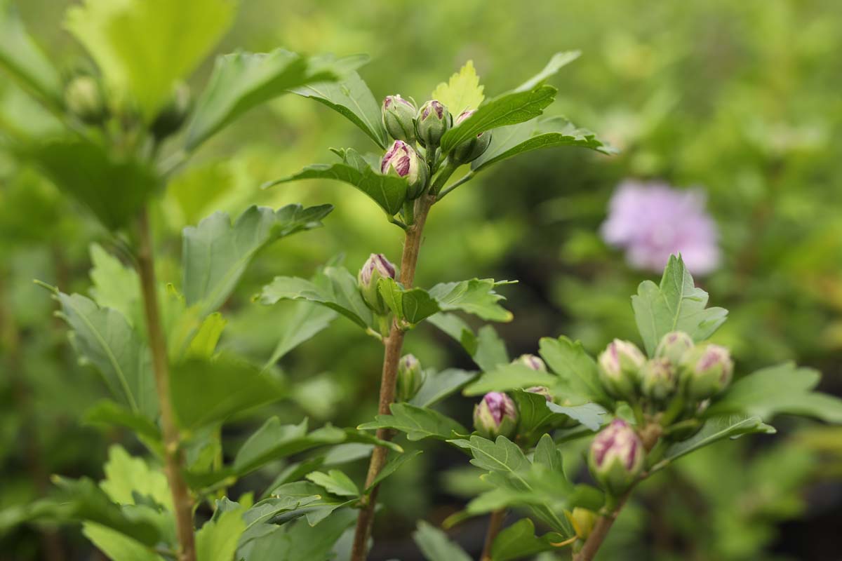 Hibiscus syriacus 'Ardens' op stam bloemknop