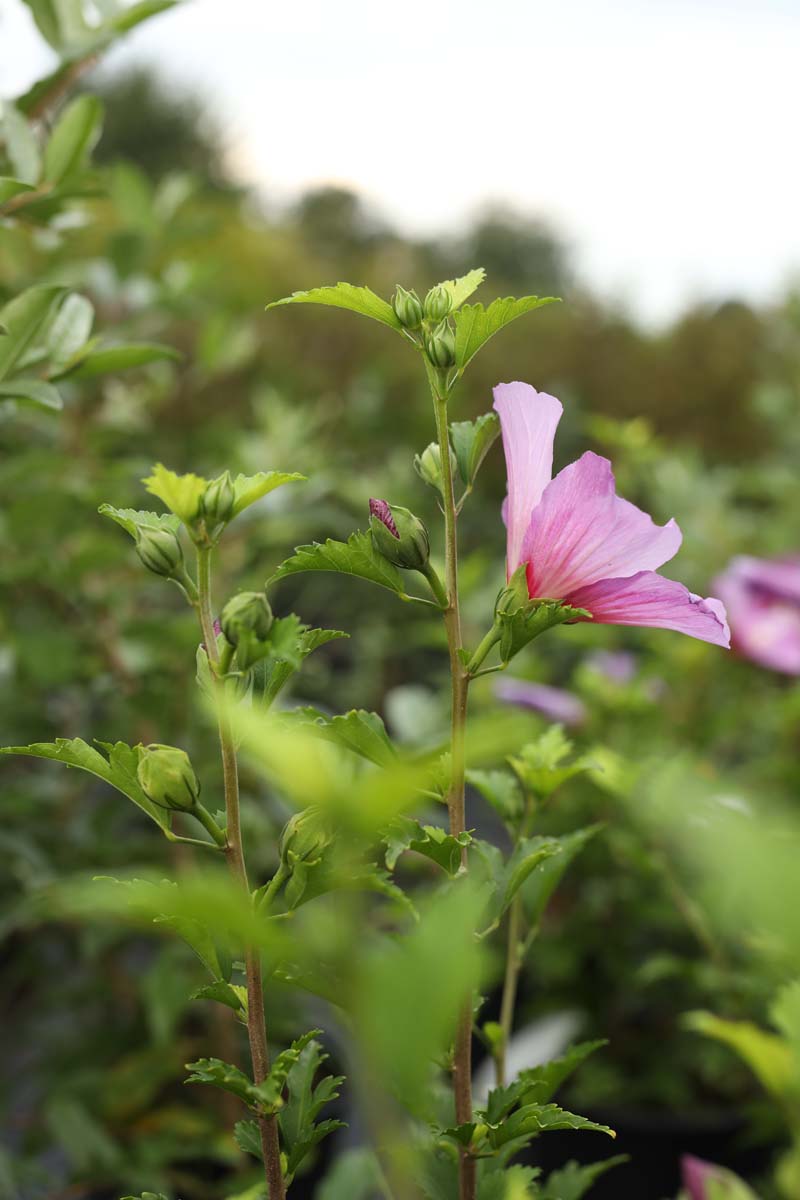 Hibiscus syriacus 'Maike' meerstammig / struik bloem