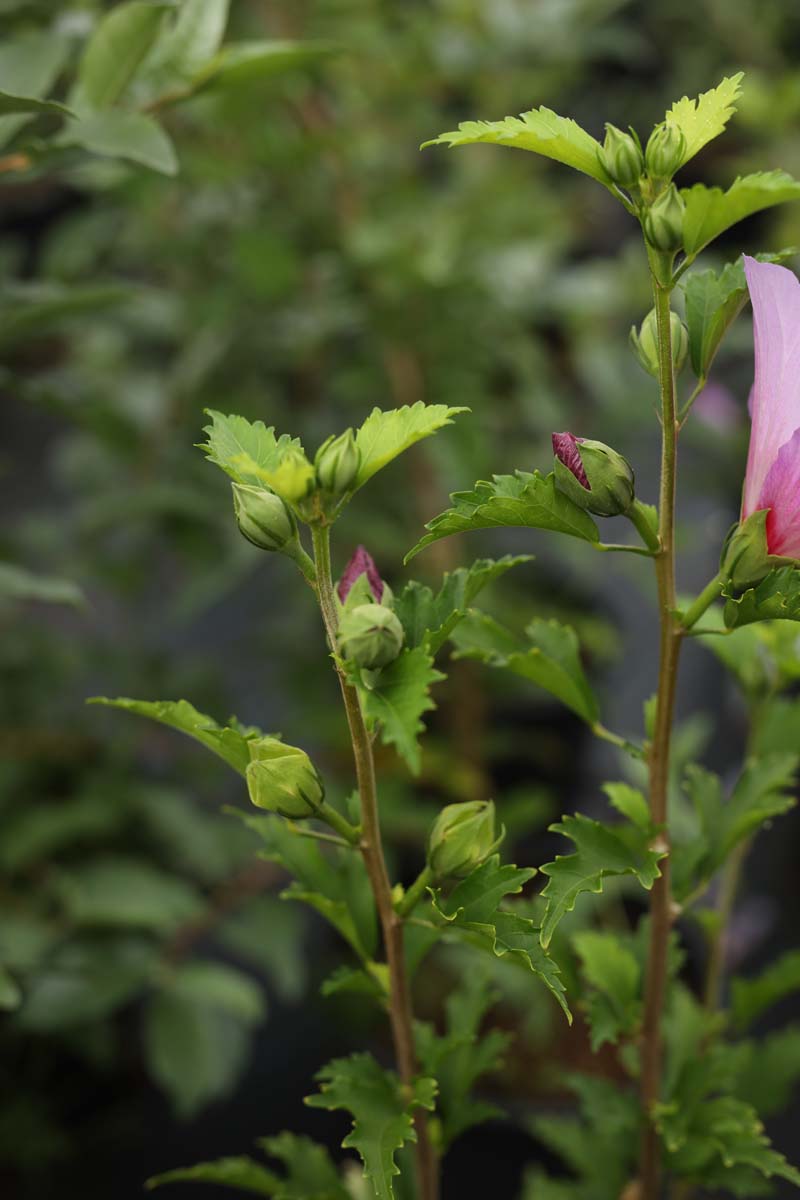 Hibiscus syriacus 'Maike' meerstammig / struik bloemknop
