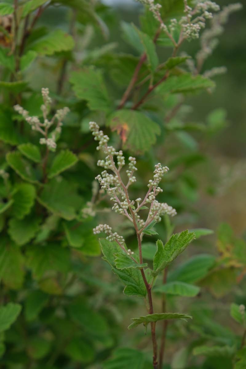 Holodiscus discolor bloemknop
