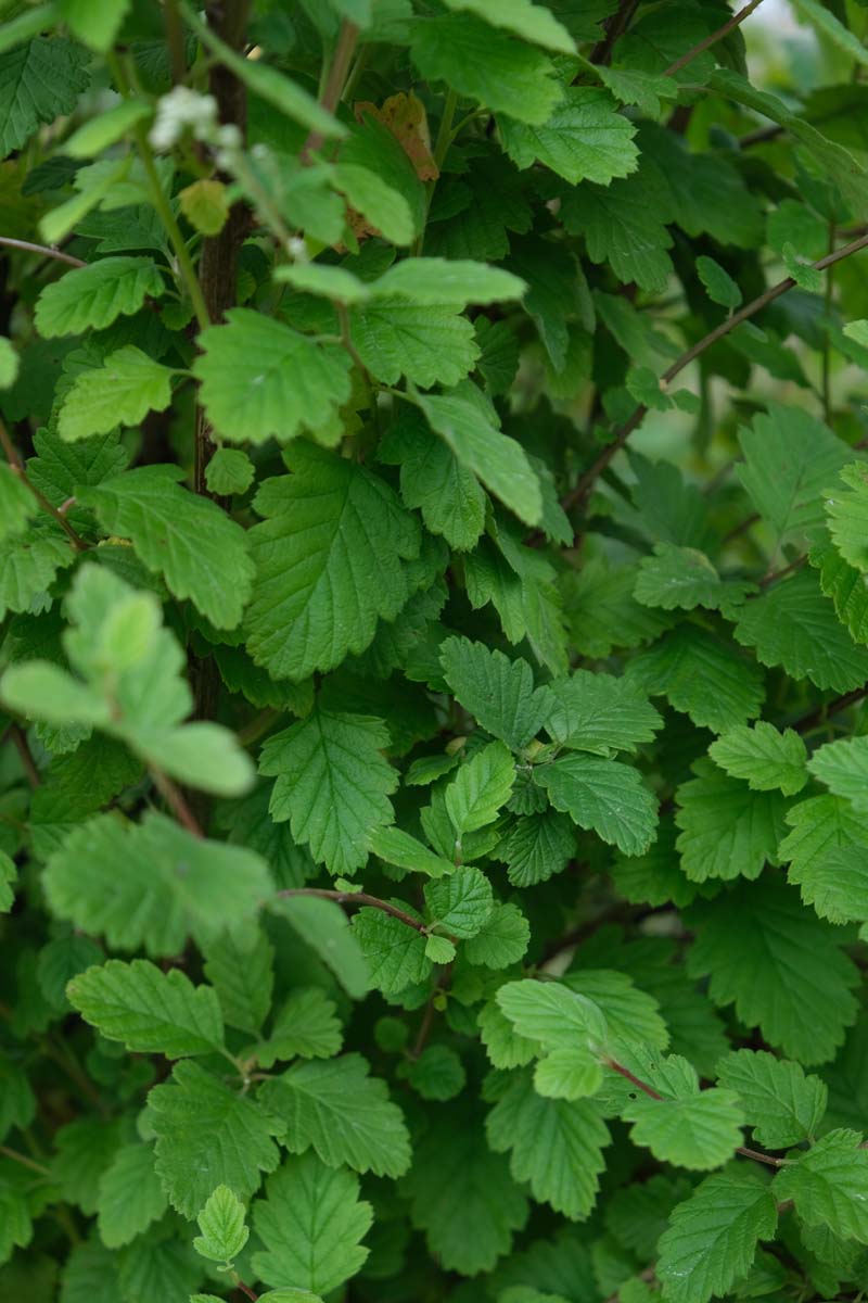 Holodiscus discolor meerstammig / struik blad