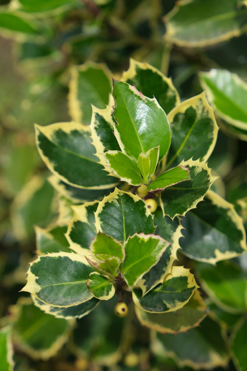 Ilex aquifolium 'Argentea Marginata' op stam blad
