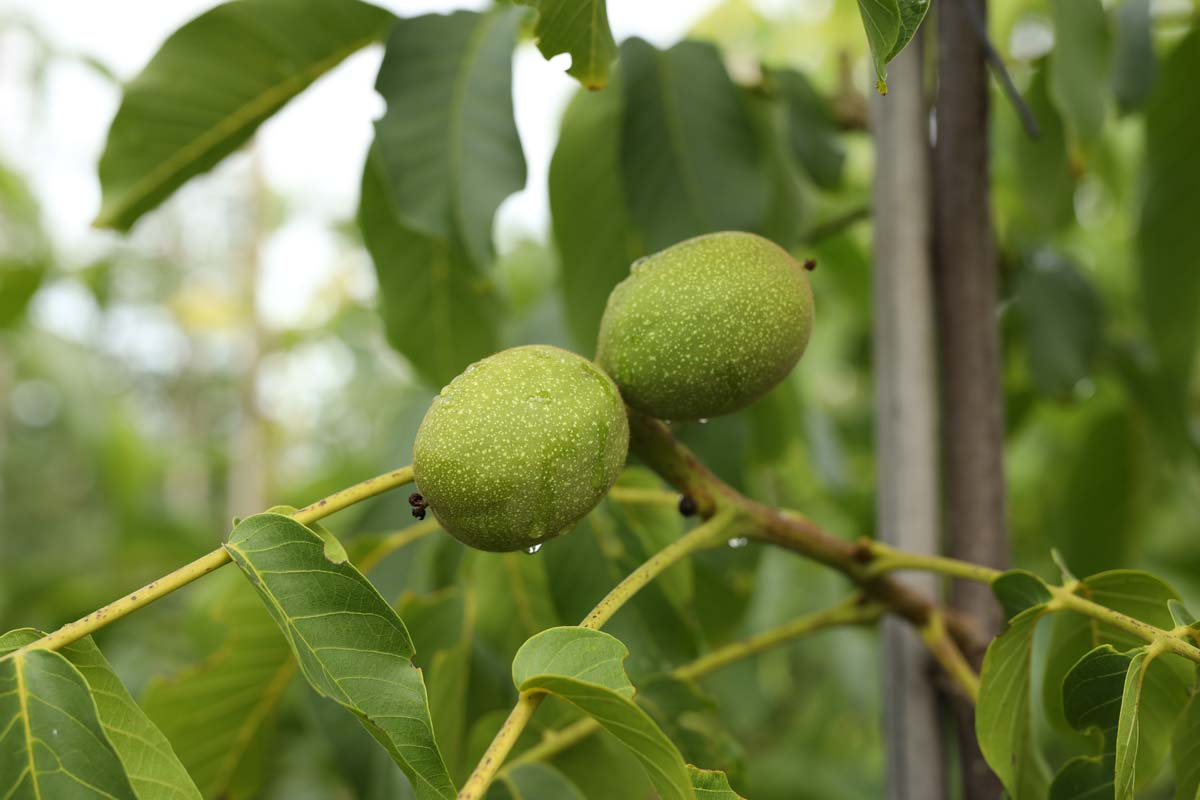 Juglans regia 'Broadview' op stam vrucht