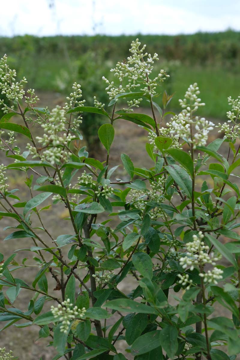 Ligustrum vulgare haagplant bloesem