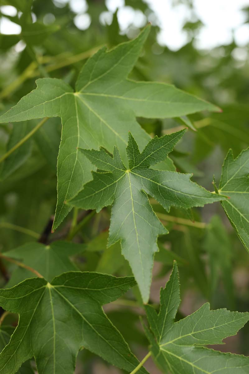 Liquidambar styraciflua 'Andrew Hewson' op stam blad