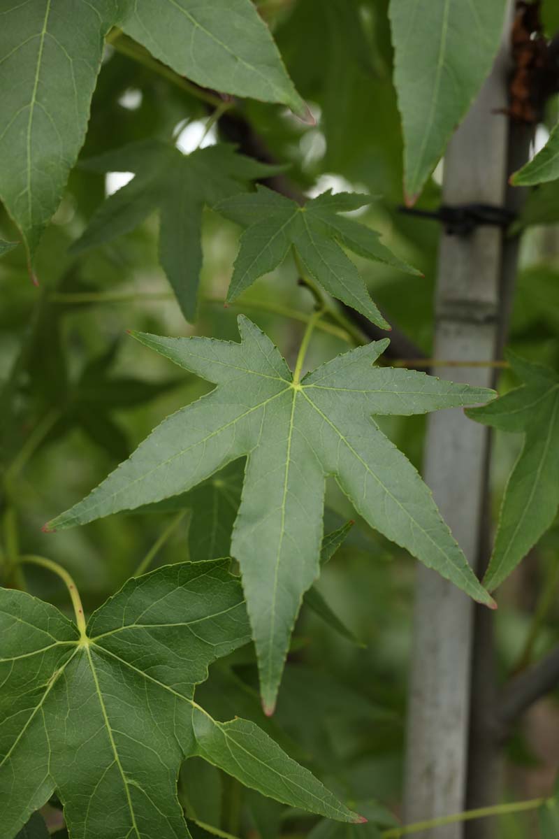 Liquidambar styraciflua 'Andrew Hewson' op stam blad
