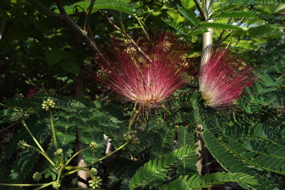 Albizia julibrissin 'Rouge de Tuilière' op stam bloem