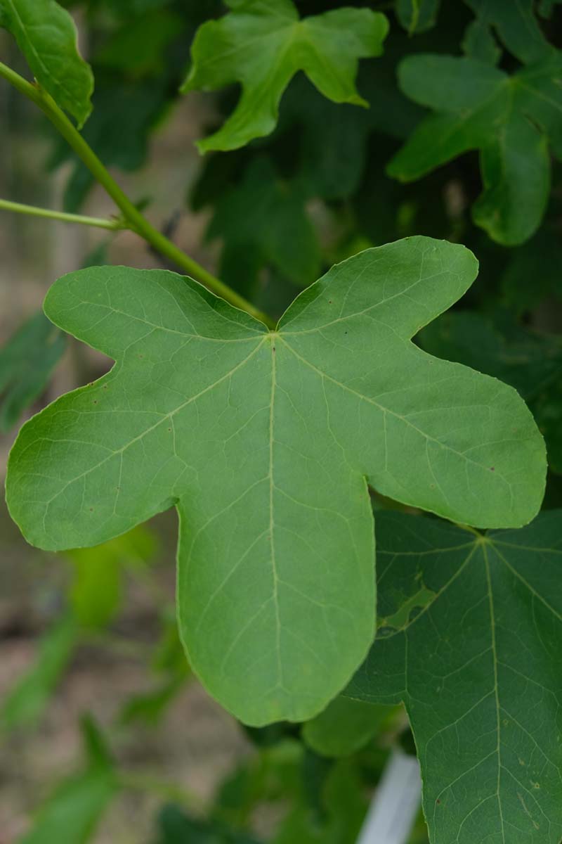 Liquidambar styraciflua 'Rotundiloba' op stam blad