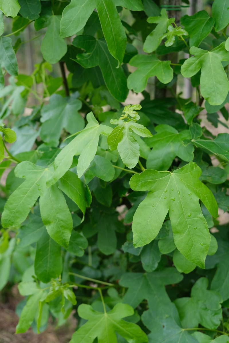 Liquidambar styraciflua 'Rotundiloba' op stam blad