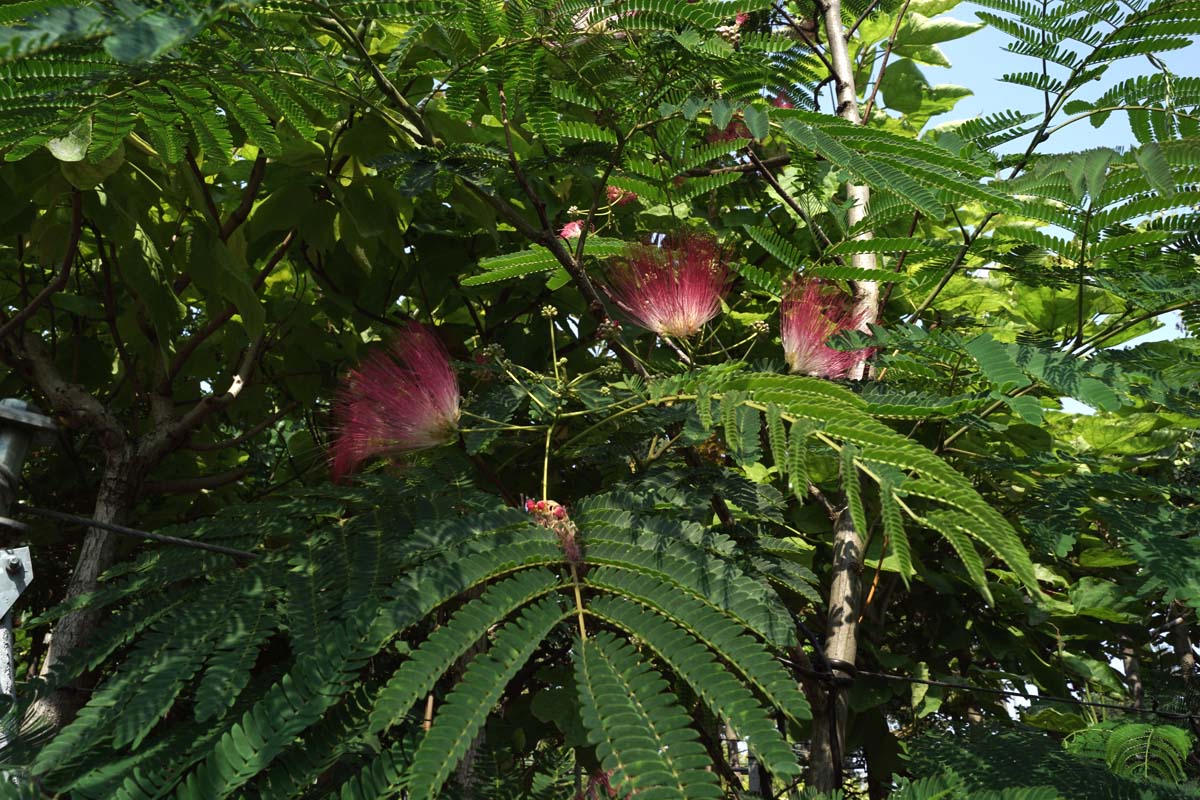 Albizia julibrissin 'Rouge de Tuilière' op stam