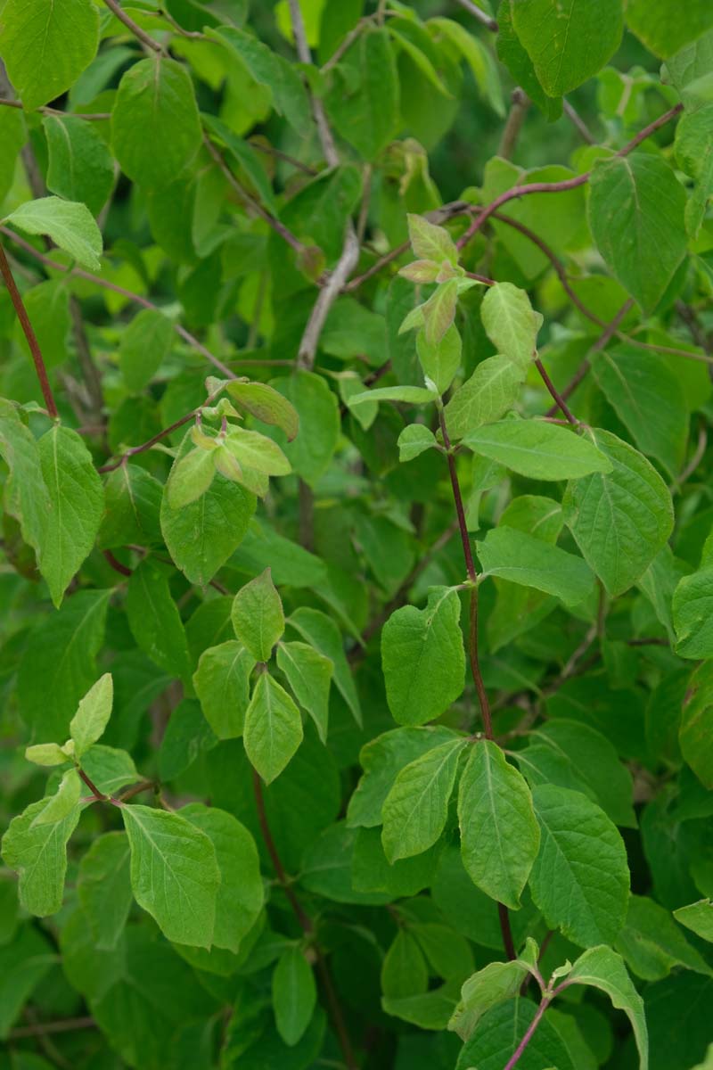 Lonicera xylosteum haagplant blad