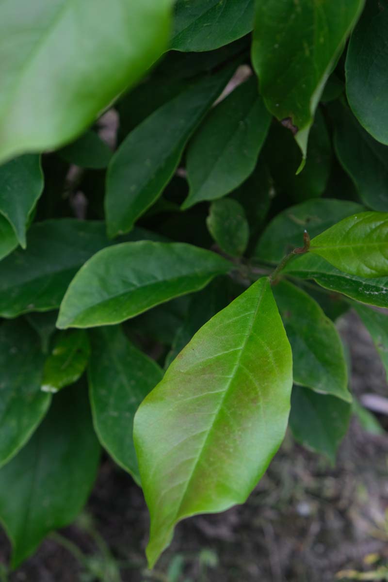 Magnolia 'Susan' solitair blad