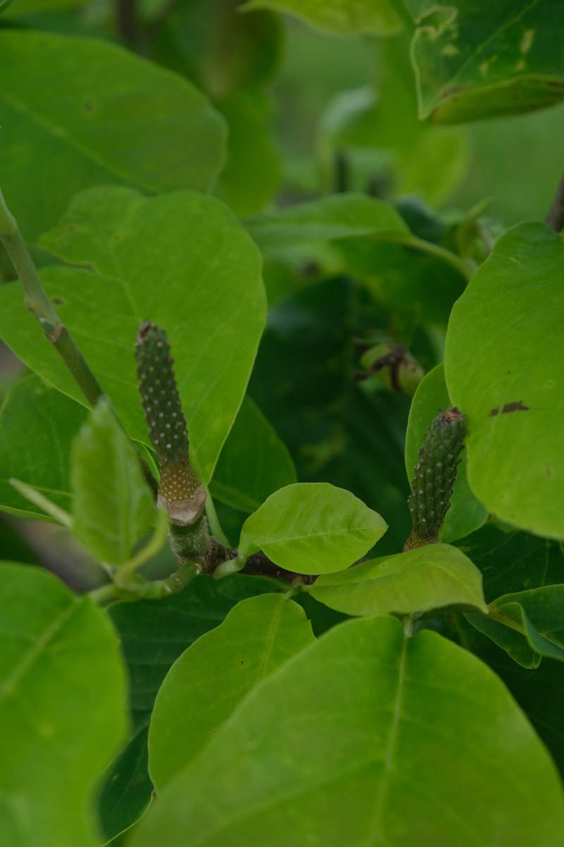 Magnolia 'Yellow Fever' op stam zaaddoos