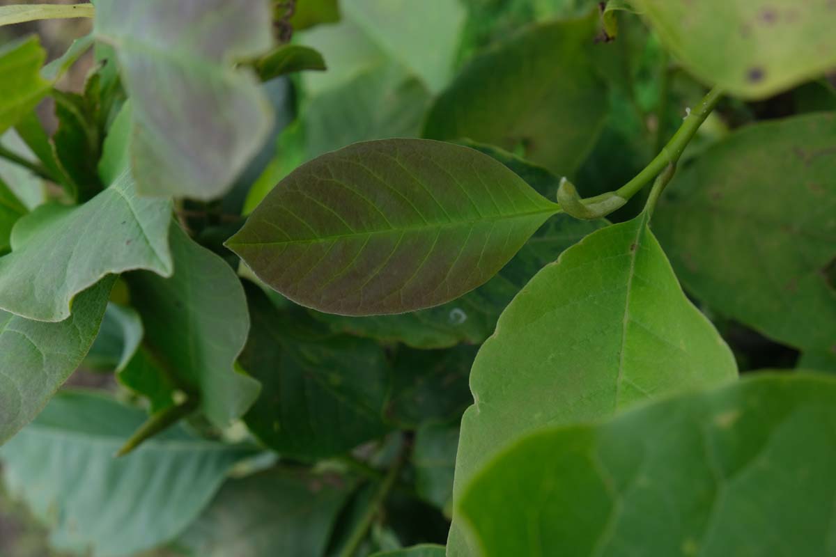 Magnolia soulangeana 'Sundew' meerstammig / struik blad