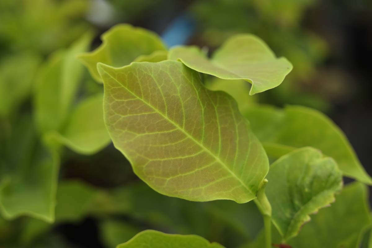 Magnolia soulangeana 'Alba Superba' Tuinplanten blad