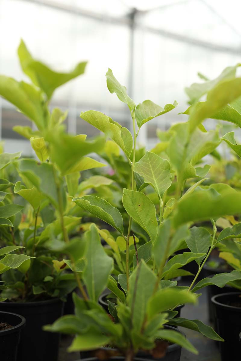 Magnolia soulangeana 'Alba Superba' Tuinplanten blad