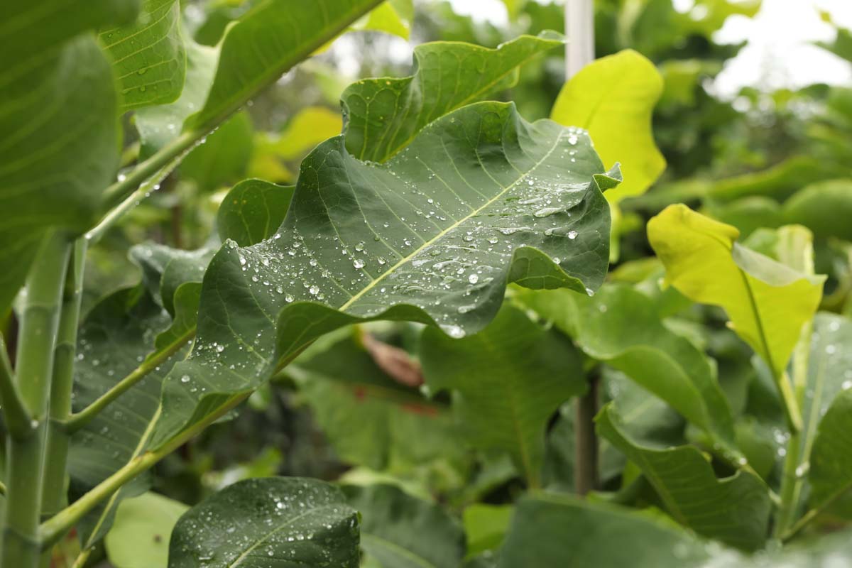 Magnolia tripetala Tuinplanten blad