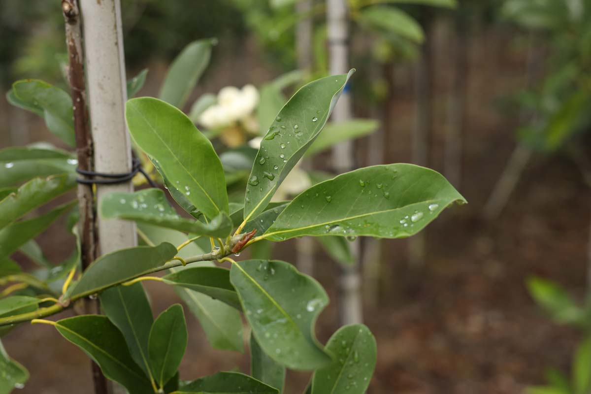 Magnolia virginiana haagplant blad