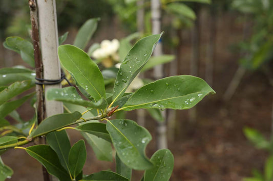 Magnolia virginiana haagplant blad