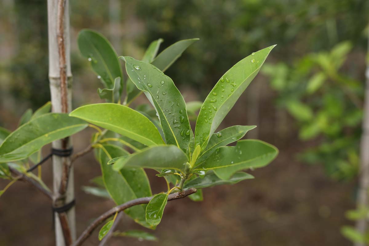 Magnolia virginiana solitair blad