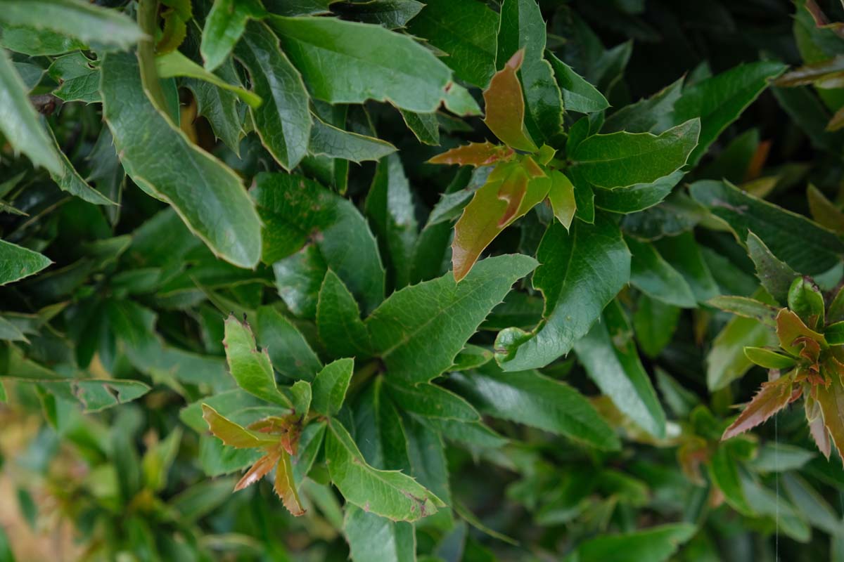 Mahoberberis 'Dart's Desire' Tuinplanten blad