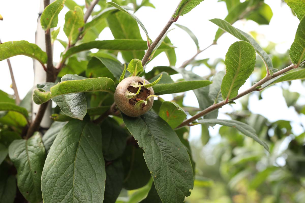 Mespilus germanica 'Westerveld' meerstammig / struik vrucht