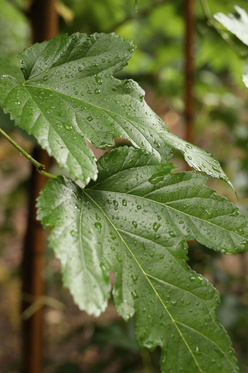 Morus alba 'Fruitless' Tuinplanten blad