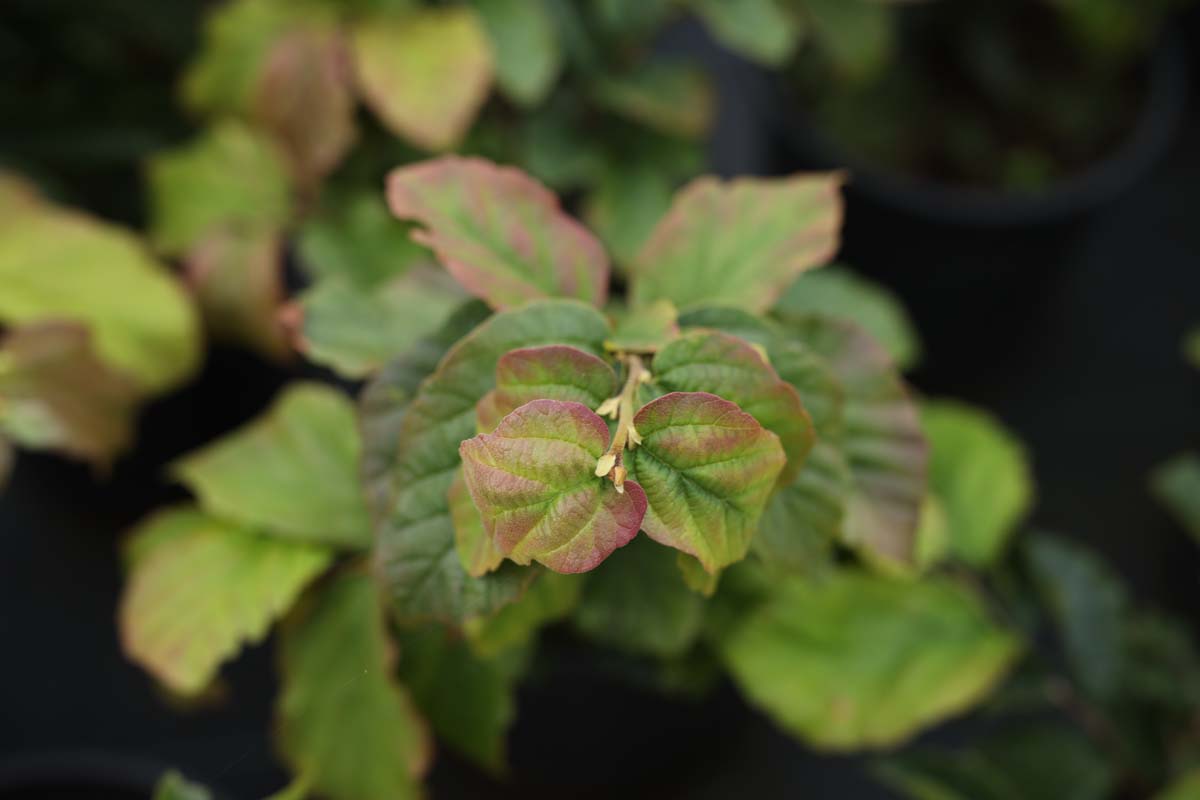 Parrotia persica op stam blad