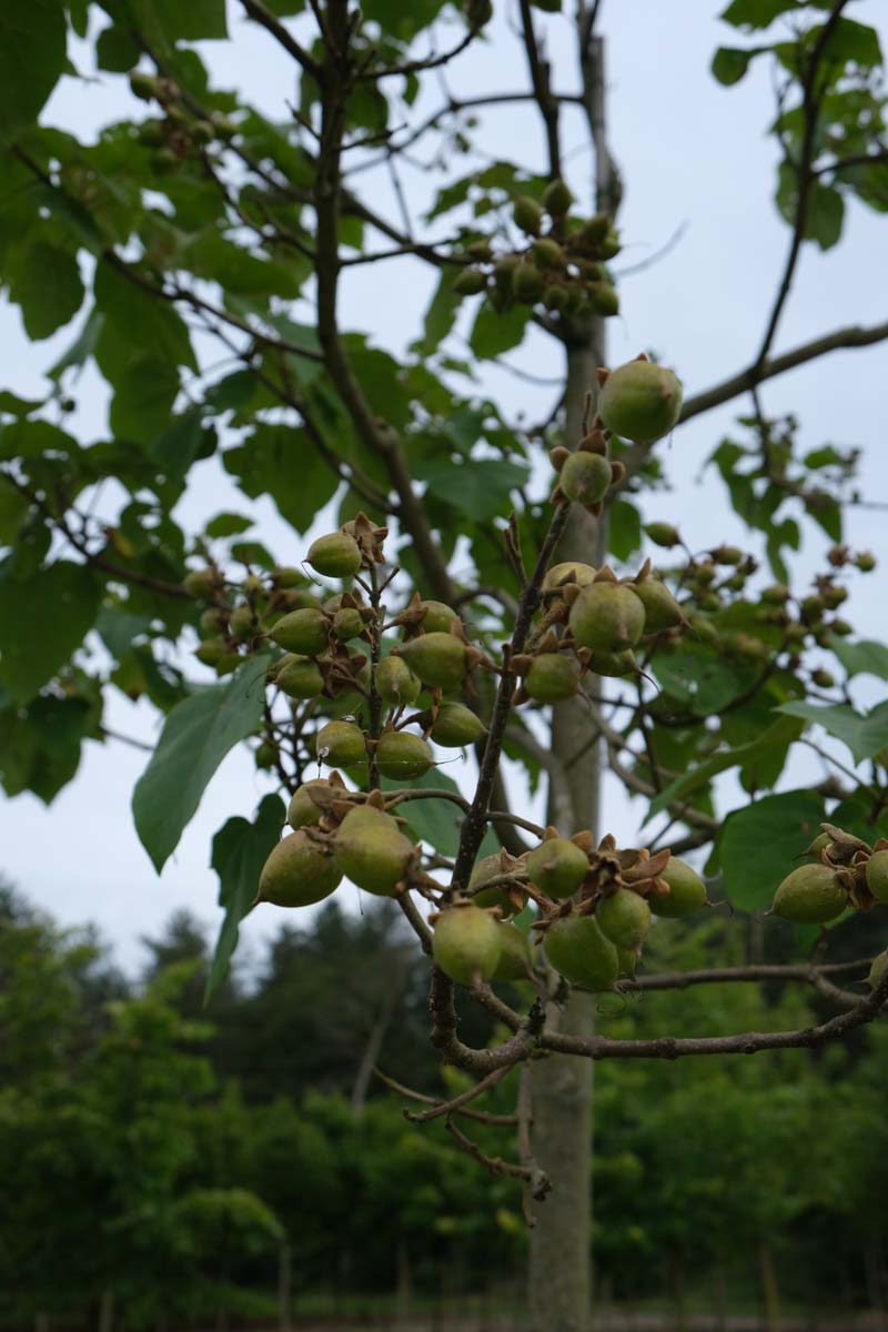 Paulownia tomentosa op stam vrucht