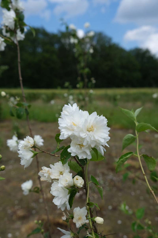 Philadelphus 'Virginal' haagplant bloem