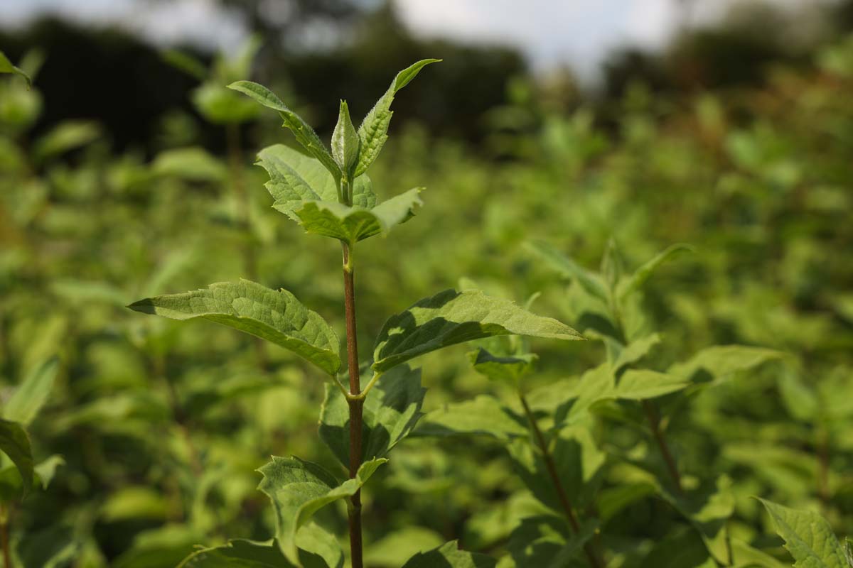 Philadelphus 'Belle Etoile' haagplant blad