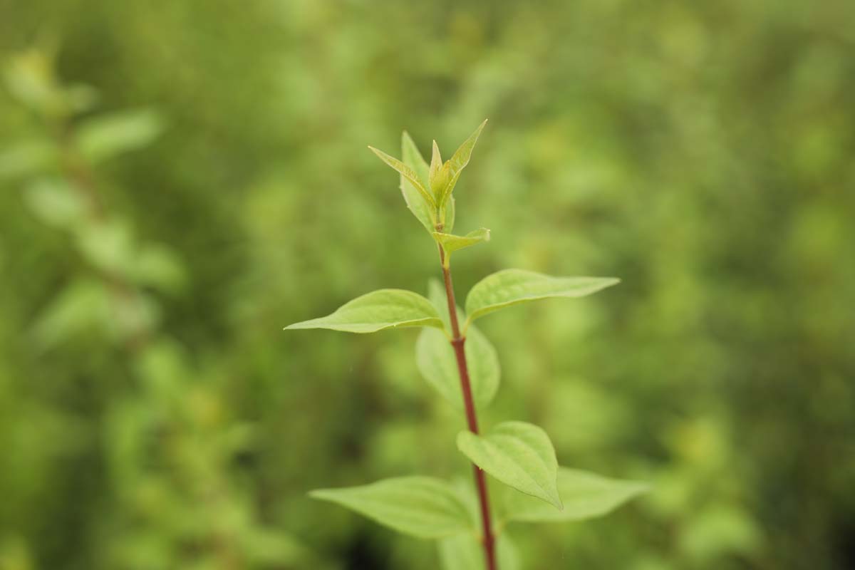 Philadelphus 'Lemoinei' haagplant blad