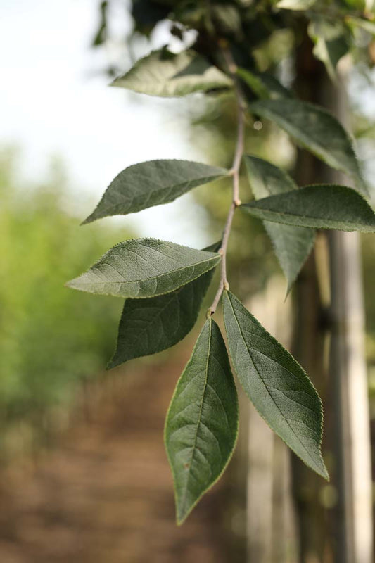 Photinia villosa Tuinplanten blad