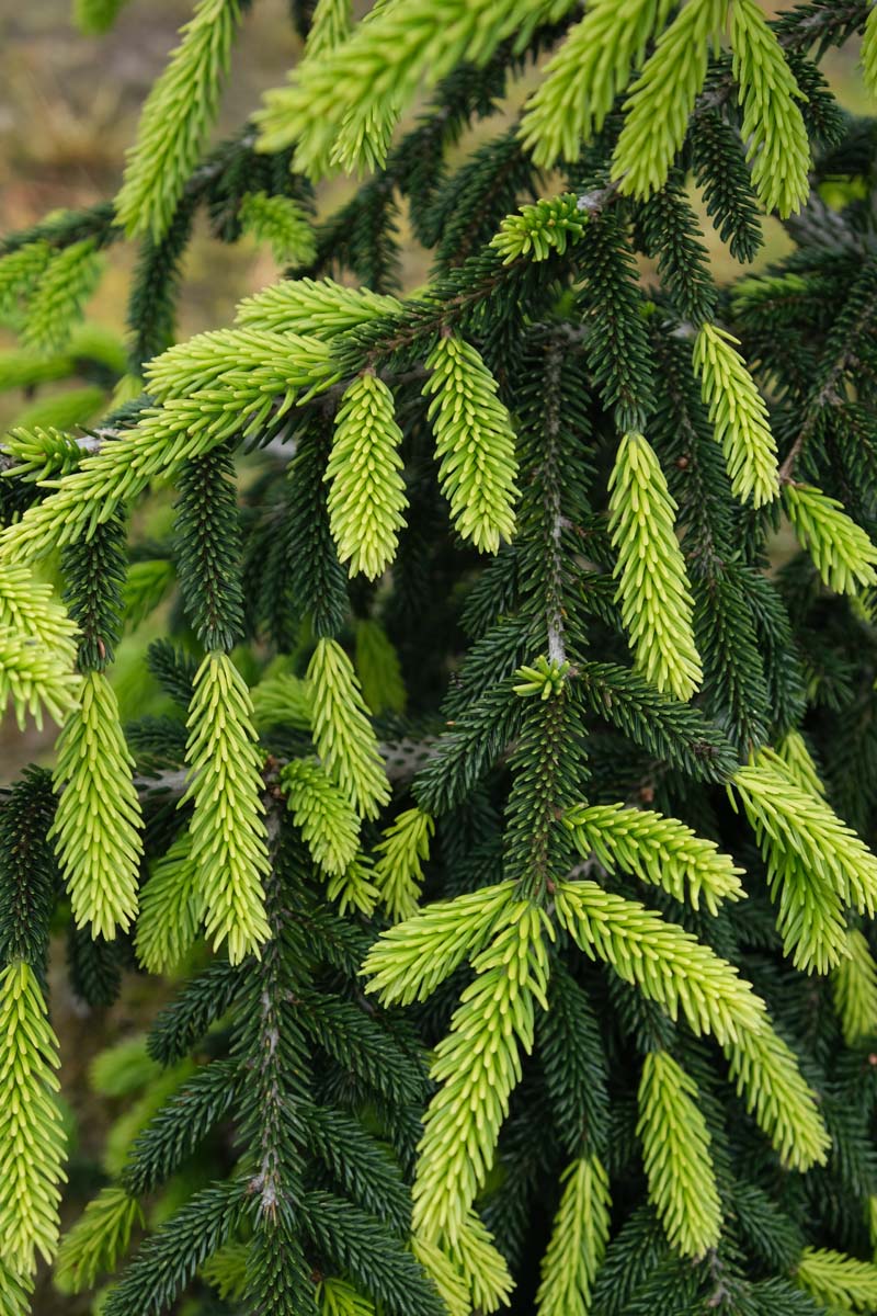 Picea orientalis 'Aureospicata' naald