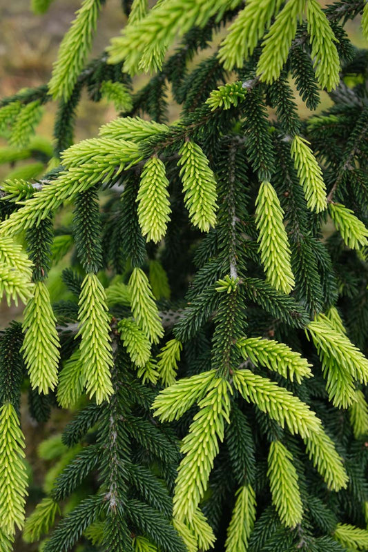 Picea orientalis 'Aureospicata' meerstammig / struik naald