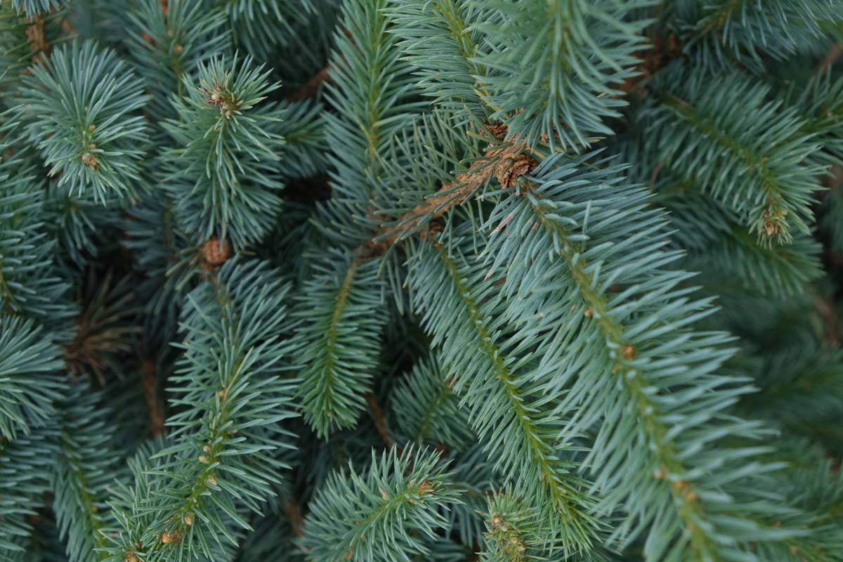 Picea pungens solitair naald