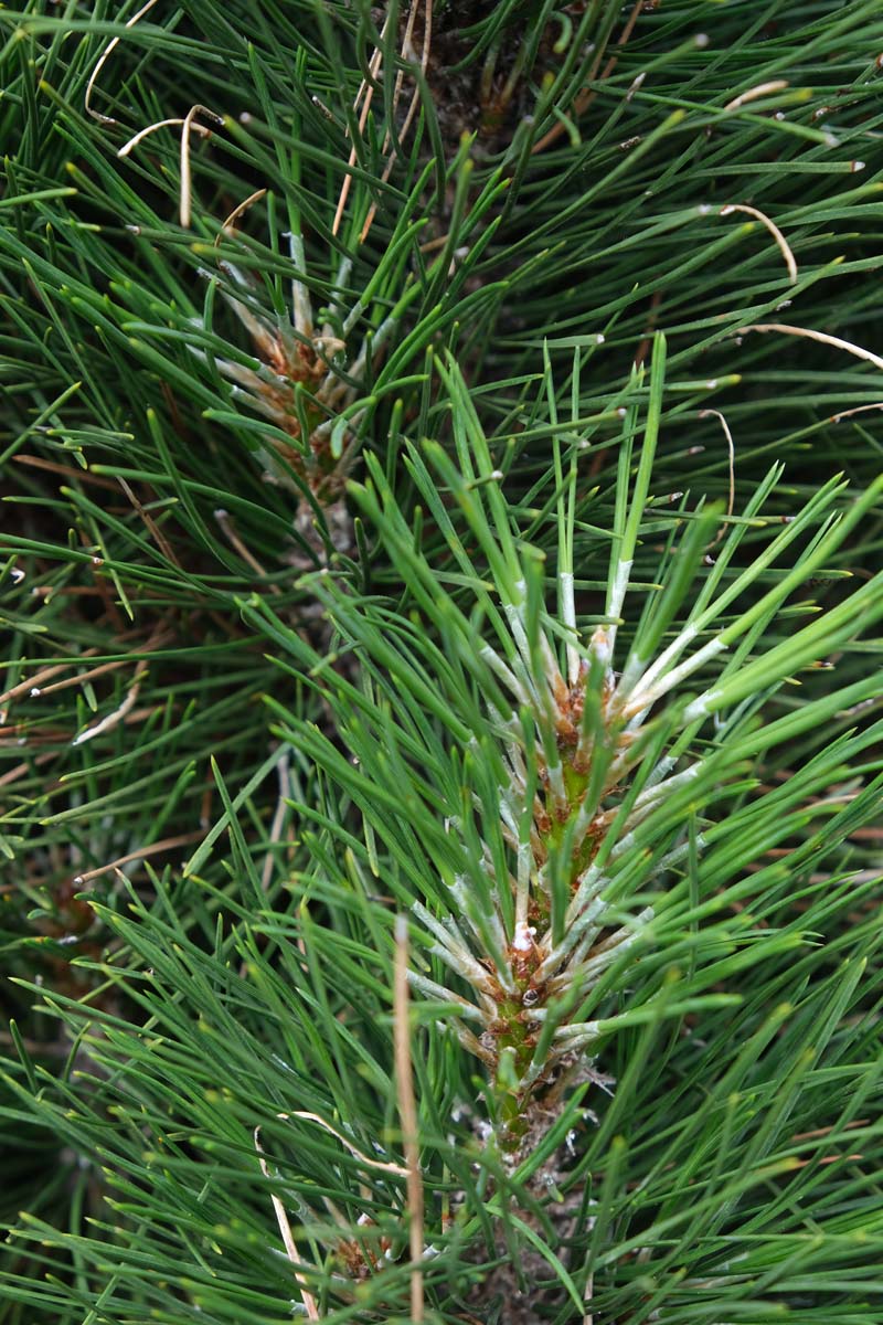 Pinus nigra 'Green Tower' naald
