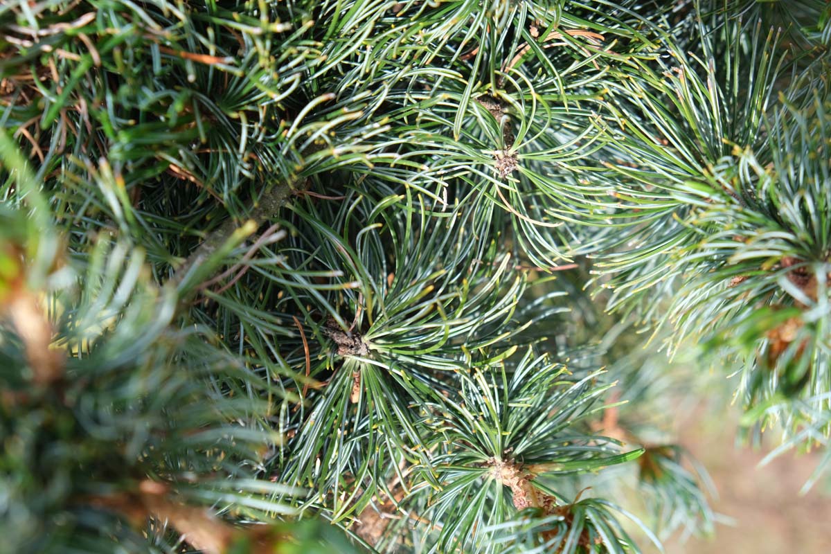 Pinus parviflora 'Iri-fune' Tuinplanten naald