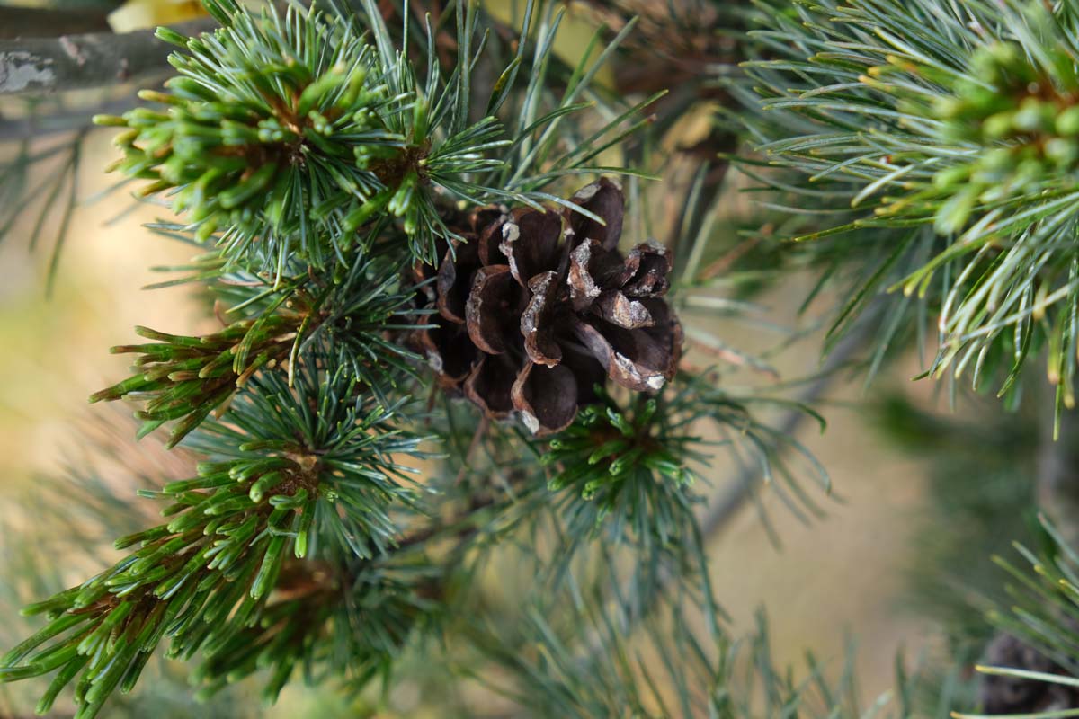 Pinus parviflora 'Negishi' meerstammig / struik kegel