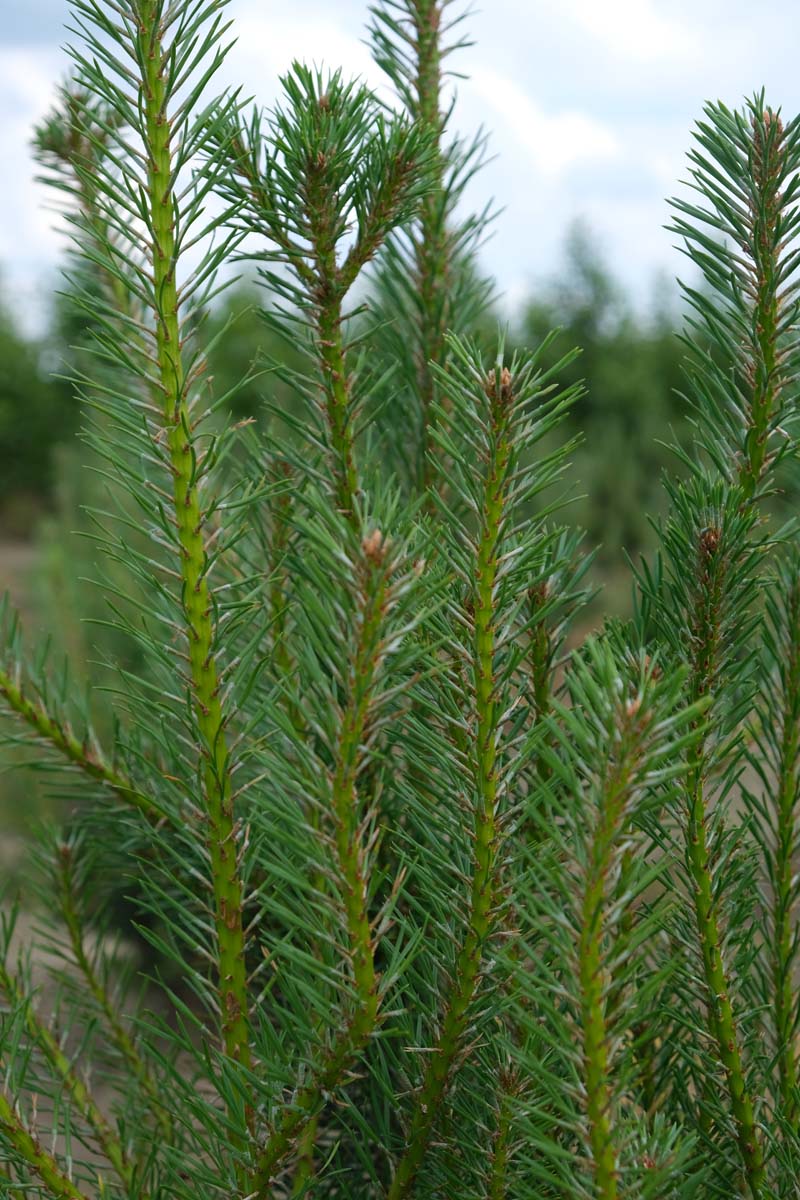 Pinus sylvestris dakboom twijg