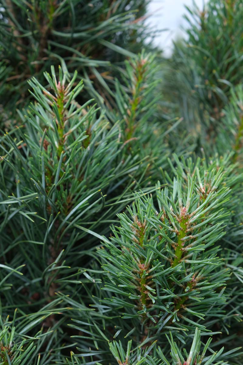 Pinus sylvestris 'Fastigiata' Tuinplanten naald