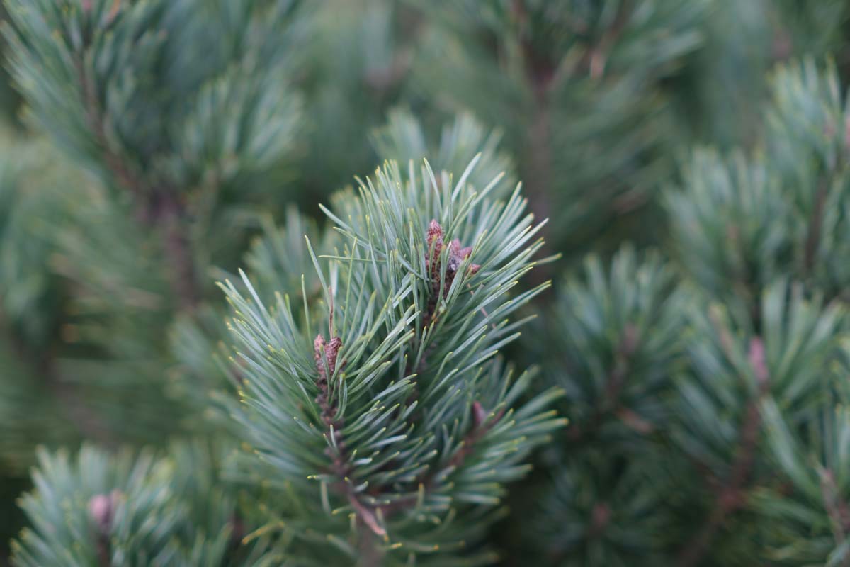 Pinus sylvestris 'Watereri' meerstammig / struik naald