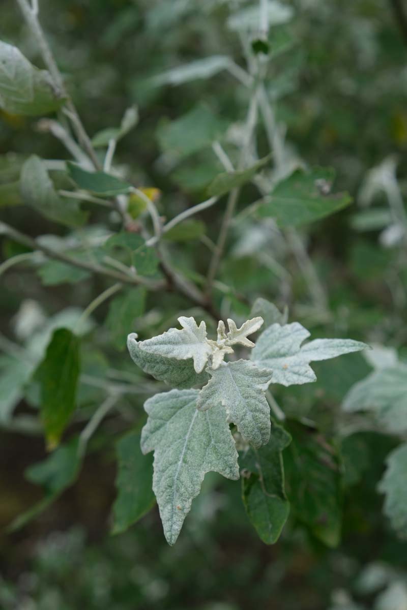 Populus alba haagplant blad