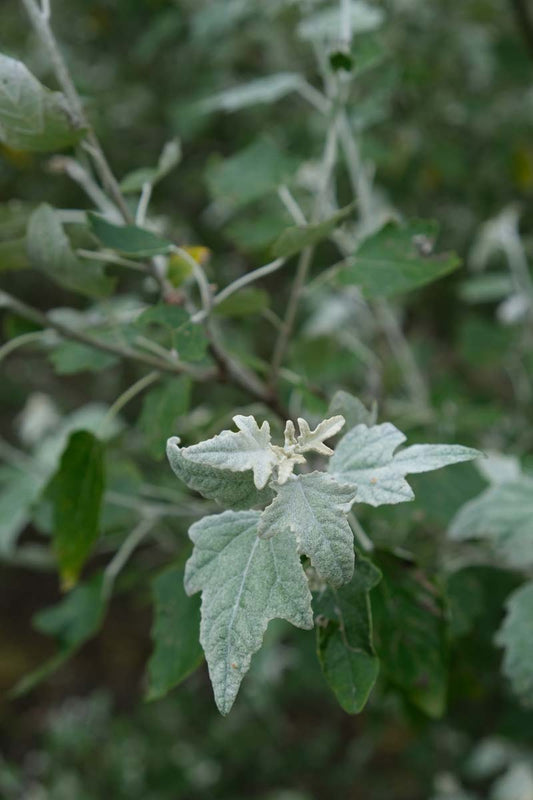 Populus alba Tuinplanten blad