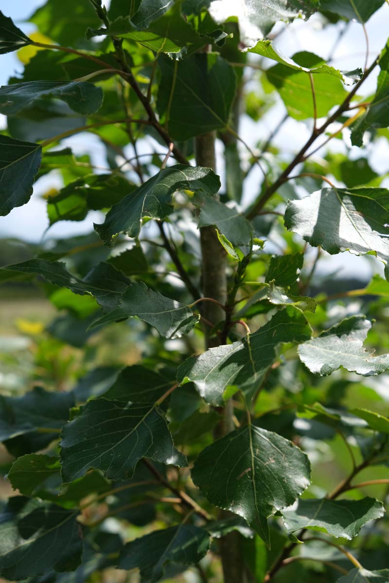 Populus nigra 'Italica' op stam stam