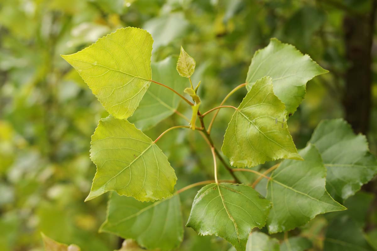 Populus nigra 'Lombardy Gold' op stam blad