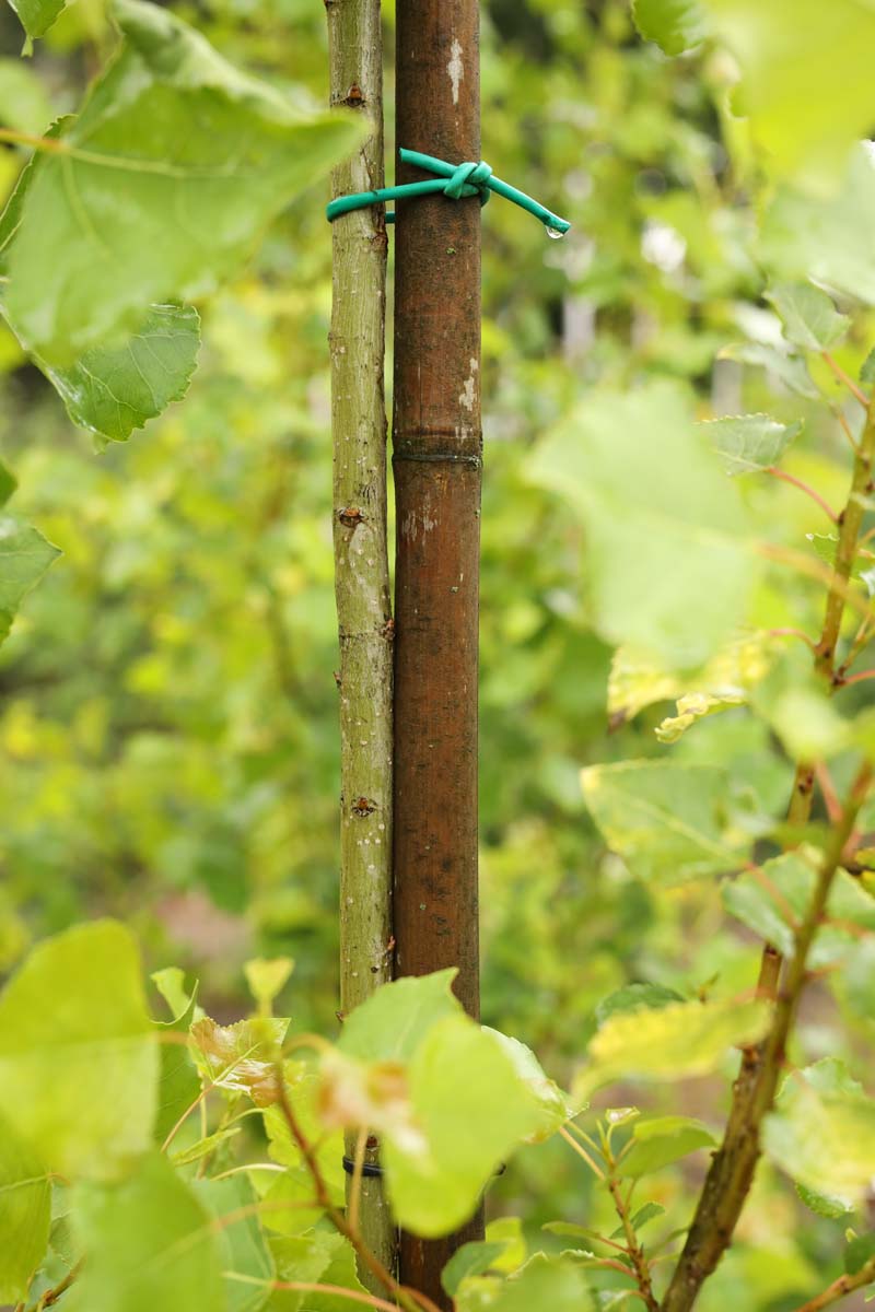 Populus nigra 'Lombardy Gold' op stam bast