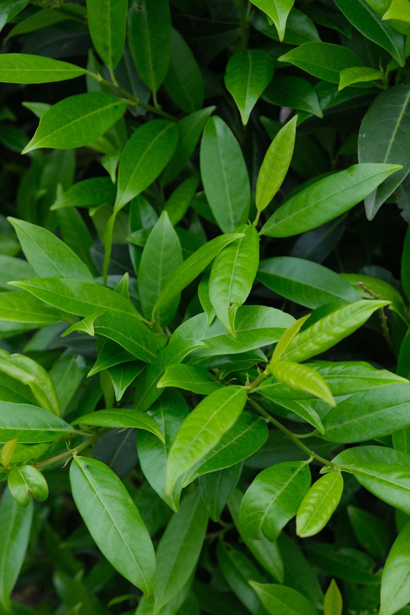 Prunus laurocerasus 'Herbergii' haagplant blad