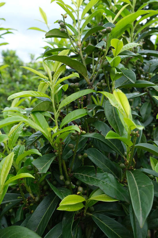 Prunus laurocerasus 'Mariblon' haagplant blad